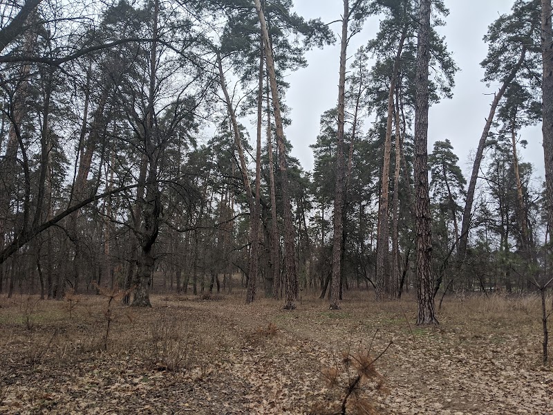 Парк «Соснівський»