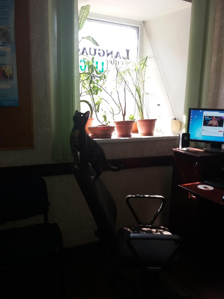Lingua School