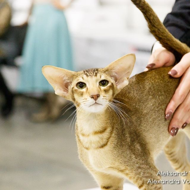 Paws Ветеринарна Клініка